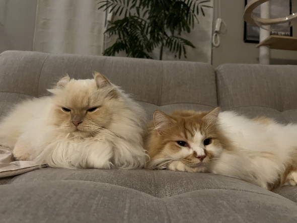 ソファに猫2匹