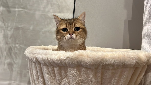 ハンモックから顔出す猫