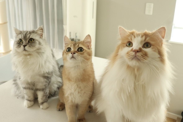 見上げる3匹の猫たち