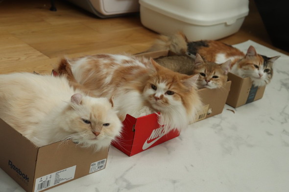 箱に入る猫4匹