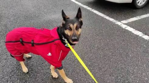 犬 ジャーマンシェパード　維桜さん ママがいない