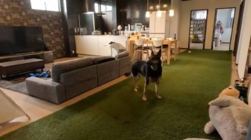 犬 ジャーマンシェパード　維桜さん ママがいない