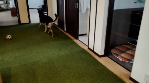 犬 ジャーマンシェパード　維桜さん ママがいない