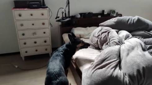 犬 ジャーマンシェパード　維桜さん ママがいない