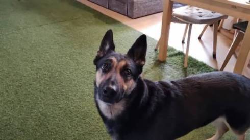 犬 ジャーマンシェパード　維桜さん ママがいない