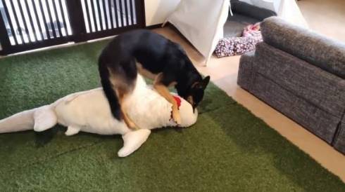 犬 ジャーマンシェパード　維桜さん ママがいない