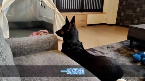 犬 ジャーマンシェパード　維桜さん ママがいない