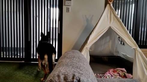 犬 ジャーマンシェパード　維桜さん ママがいない