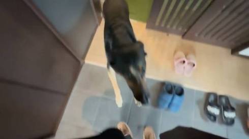 犬 ジャーマンシェパード　維桜さん ママがいない