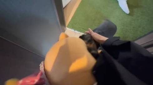 犬 ジャーマンシェパード　維桜さん ママがいない