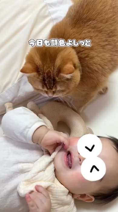 赤ちゃんの様子を見るニャンコ