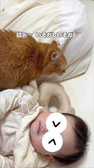 しっぽを振るニャンコ