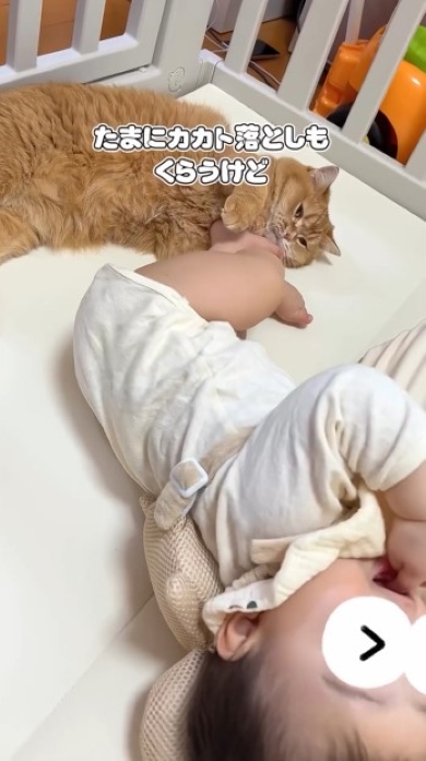 赤ちゃんに蹴られるニャンコ