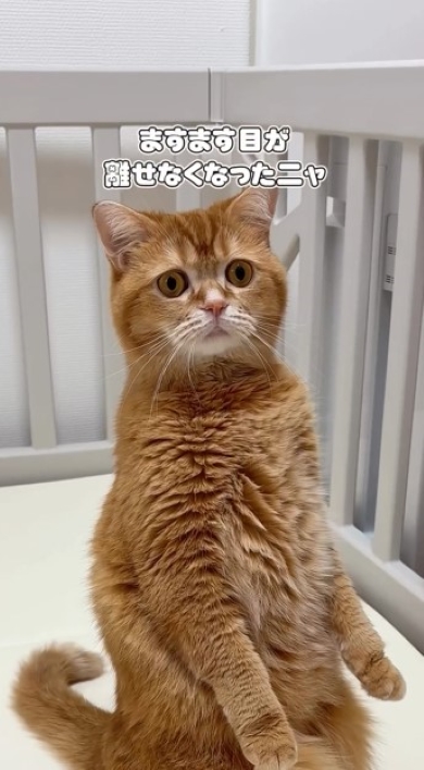 心配そうに見つめるニャンコ