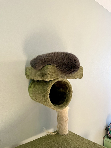 キャットタワーの上で眠る猫ちゃん