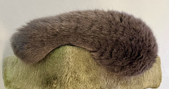 キャットタワーの上で眠る猫ちゃんトリミング