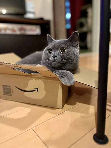 アマゾンの箱に入る猫ちゃん