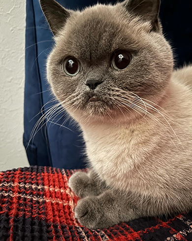 赤い敷物の上にいる猫ちゃん