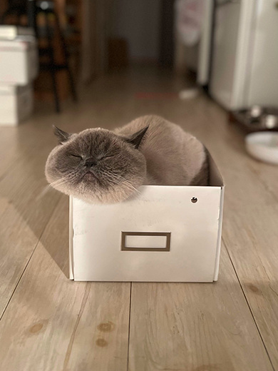 白い箱の中で眠る猫ちゃん