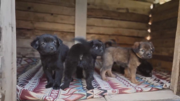 保護 子犬 ハウス DIY 廃材 手作り ベトナム ダラット