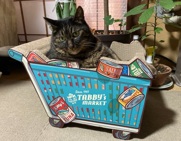 箱に入る猫ちゃん