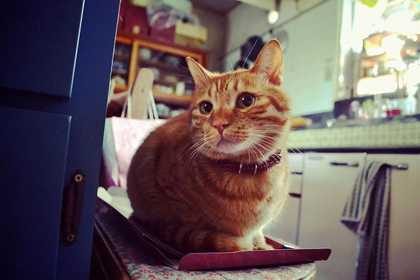 キッチンで佇む猫ちゃん