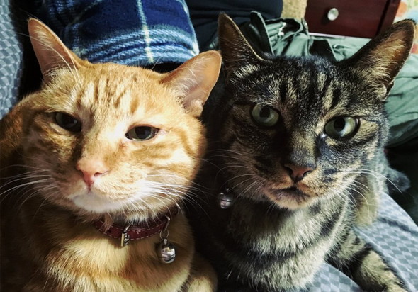 くっつく2匹の猫ちゃん