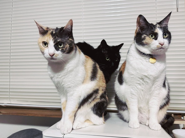 ごはん待ちの猫ちゃん3匹