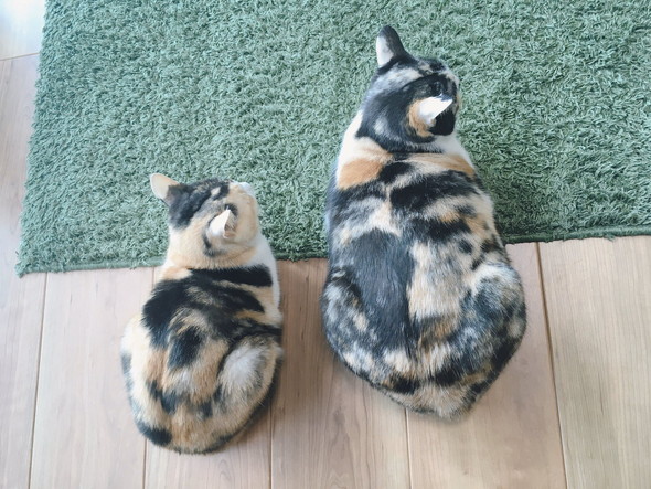 三毛猫ちゃん2匹