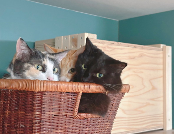 箱に入る猫ちゃん3匹