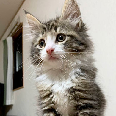 すでに大きい生後0カ月の子猫