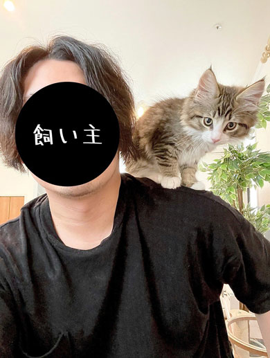 生後2カ月の子猫