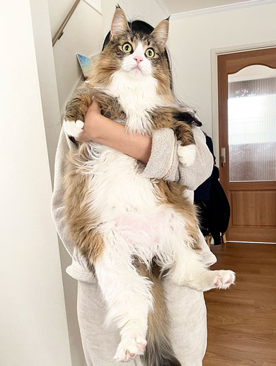 生後20カ月の猫