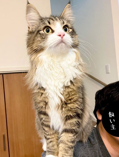 肩に乗る猫