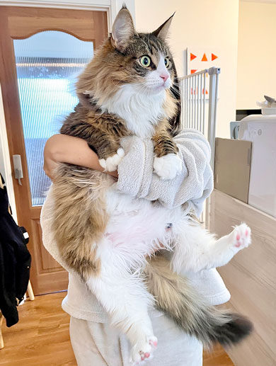 大型猫