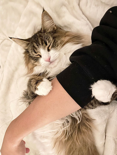 甘えん坊な猫