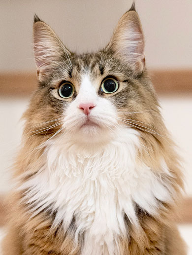 かわいい猫