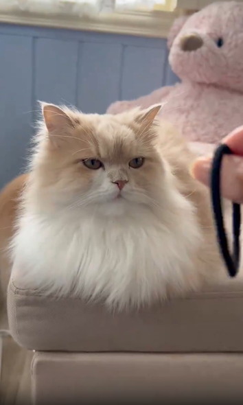 飼い主の手にクールな反応猫