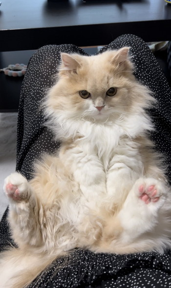 お腹見せて座る猫