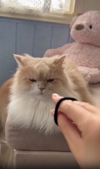 飼い主の手にクールな反応猫