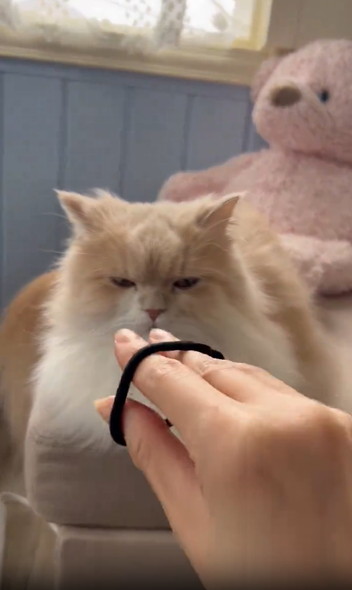 飼い主の手にクールな反応猫