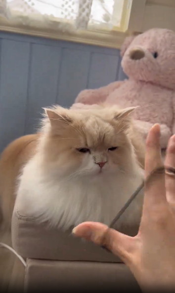 飼い主の手にクールな反応猫