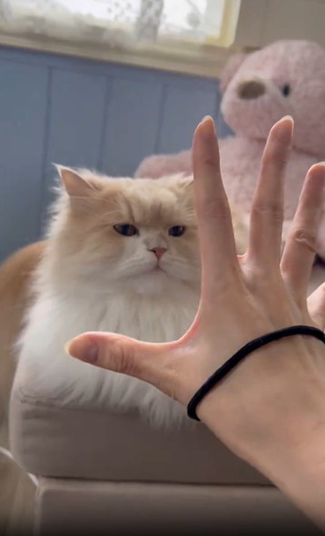 飼い主の手にクールな反応猫