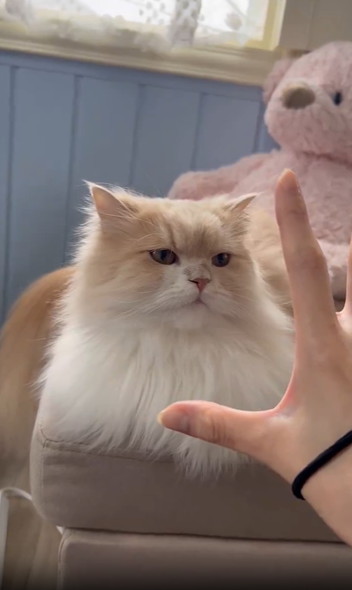 飼い主の手にクールな反応猫