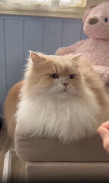 飼い主の手にクールな反応猫