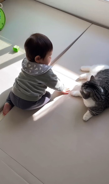 兄弟と猫ちゃんの三角関係