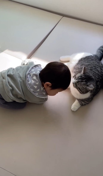 兄弟と猫ちゃんの三角関係