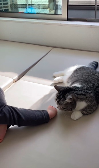 兄弟と猫ちゃんの三角関係