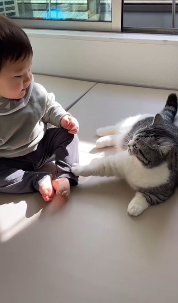 兄弟と猫ちゃんの三角関係