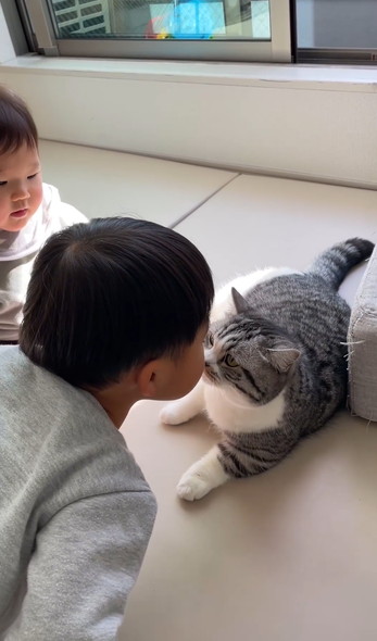 兄弟と猫ちゃんの三角関係